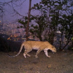 A leopard is seen walking across a ridge in Aarey colony near Sanjay Gandhi National Park overlooking Mumbai city, India, May, 12, 2018. Los Angeles and Mumbai, India are the world's only megacities of 10 million-plus where large felines breed, hunt and maintain territory within urban boundaries. Long-term studies in both cities have examined how the big cats prowl through their urban jungles, and how people can best live alongside them. ( Nikit Surve, Wildlife Conservation Society - India/ Sanjay Gandhi National Park via AP)