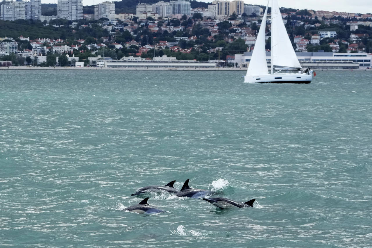 A dolphin pod swims at the mouth of the Tagus River with Lisbon in the background, Friday, June 24,...