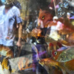 
              Shoppers are reflected in an aquarium with fish for sale in a commercial district of Manila, Philippines, in this Thursday, June 16, 2022 iPhone photo. "I have used the phone to shoot breaking news so I can email them straight to the desk to be used as early photos for a story. I won't replace it for professional work, but I'm confident that if something pops up in front of me, I can dig out the phone in my pocket and shoot pictures with good enough quality" wrote Favila. (AP Photo/Aaron Favila)
            