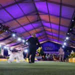 
              Belle, an English setter, arrives to compete in the sporting group at the 146th Westminster Kennel Club Dog Show on Wednesday, June 22, 2022, in Tarrytown, N.Y. Belle won the group. (AP Photo/Frank Franklin II)
            