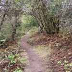 A relatively dry trail leads to the top of the hill on Craft Island. (Feliks Banel/KIRO Newsradio)