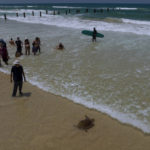 
              People watching a brown sea turtle as he makes his way to the Mediterranean Sea after being released by the Sea Turtle Rescue Center, run by the Israel National Nature and Parks Authority, in Beit Yanai beach, Israel, Friday, July 8, 2022. Over a dozen sea turtles were released back into the wild after months of rehabilitation at the rescue center in Israel after suffering physical trauma, likely caused by underwater explosives. (AP Photo/Oded Balilty)
            