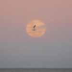 
              A seagull flies past a super moon in Montevideo, Uruguay, Wednesday, July 13, 2022. One name for Wednesday's full moon is the "Buck moon"-- a reference to the time of year when new antlers are growing on male deer, or bucks. (AP Photo/Matilde Campodonico)
            