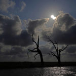 
              Trees that died from salt water intrusion related to land loss are seen in marshland in Chauvin, La., Friday, May 20, 2022. The same forces swallowing up coastal islands are also causing southern Louisiana’s saltwater marshes to disappear faster than anywhere else in the country. Scientists estimate Louisiana loses one football field worth of ground every 60 to 90 minutes. (AP Photo/Gerald Herbert)
            
