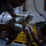 
              Dr. Yaniv Levy, right, and Guy Ivgy treat a wounded sea turtle at the Sea Turtle Rescue Center, run by the Israel National Nature and Parks Authority, on the shore of the Mediterranean Sea, in Michmoret, Israel, Thursday, July 7, 2022. Over a dozen sea turtles were released back into the wild after months of rehabilitation at the rescue center in Israel after suffering physical trauma, likely caused by underwater explosives. (AP Photo/Oded Balilty)
            
