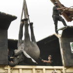 
              An elephant is hoisted into a transport vehicle at the Liwonde National Park southern Malawi, Sunday, July 10 2022. One by one, 250 elephants are being moved from Malawi's overcrowded Liwonde National Park to the much larger Kasungu park 380 kilometers (236 miles) away in the country's north. (AP Photo/Thoko Chikondi)
            