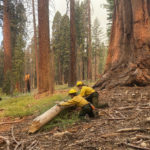 
              This July 2022 photo provided by the National Park Service shows firefighters clear loose brush from around a Sequoia tree in Mariposa Grove in Yosemite National Park, Calif. A wildfire on the edge of a grove of California’s giant sequoias in Yosemite National Park grew overnight but remained partially contained Tuesday, July 12, 2022.  (Garrett Dickman/NPS via AP)
            