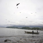 
              Birds fly above a boat with freshly caught fish on the beach at Limbe, Cameroon, on April 12, 2022. In recent years, Cameroon has emerged as one of several go-to countries for the widely criticized “flags of convenience” system, under which foreign companies can register their ships even though there is no link between the vessel and the nation whose flag it flies. But experts say weak oversight and enforcement of fishing fleets undermines global attempts to sustainably manage fisheries and threatens the livelihoods of millions of people in regions like West Africa. (AP Photo/Grace Ekpu)
            