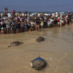 
              Green and brown sea turtles make their way to the Mediterranean Sea after being released by the Sea Turtle Rescue Center, run by the Israel National Nature and Parks Authority, in Beit Yanai beach, Israel, Friday, July 8, 2022. Over a dozen sea turtles were released back into the wild after months of rehabilitation at the rescue center in Israel after suffering physical trauma, likely caused by underwater explosives. (AP Photo/Oded Balilty)
            