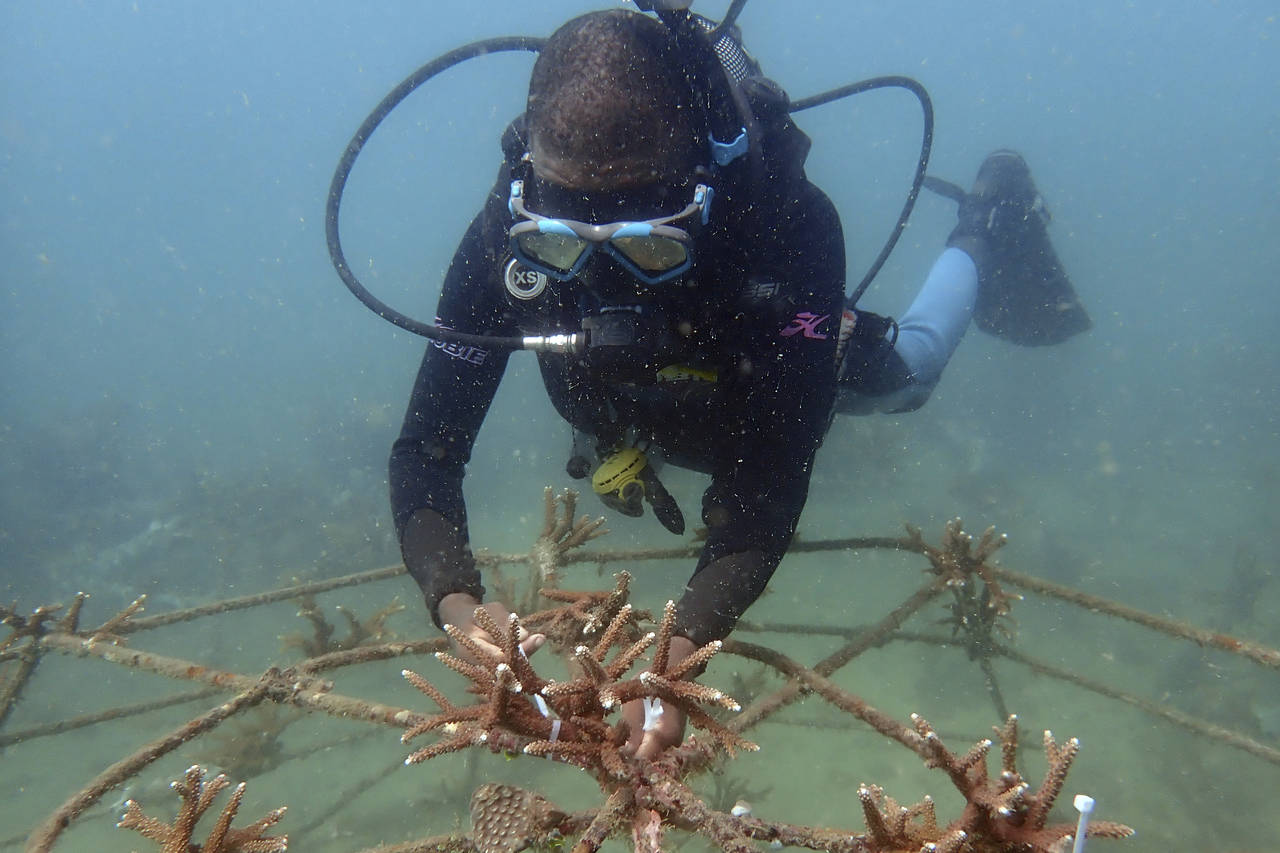 FILE - Coral reef restoration ranger Dosa Mshenga Mchambi works at an artificial reef structure in ...