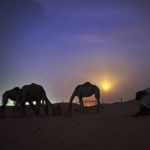
              Pakistani camel keeper, Asdollah, sits on the sands under a full moon at Al Marmoom desert about 40 km (24.8 miles), south east of Dubai, United Arab Emirates, Wednesday, July 13, 2022. (AP Photo/Kamran Jebreili)
            