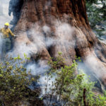 
              A firefighter protects a sequoia tree as the Washburn Fire burns in Mariposa Grove in Yosemite National Park, Calif., on Friday, July 8, 2022. (AP Photo/Noah Berger)
            