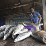 
              A fishmonger displays barracuda for sale at a fresh fish market in Limbe, Cameroon, on April 10, 2022. In recent years, Cameroon has emerged as one of several go-to countries for the widely criticized “flags of convenience” system, under which foreign companies can register their ships even though there is no link between the vessel and the nation whose flag it flies. But experts say weak oversight and enforcement of fishing fleets undermines global attempts to sustainably manage fisheries and threatens the livelihoods of millions of people in regions like West Africa. (AP Photo/Grace Ekpu)
            