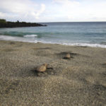 In this undated photo provided by the U.S. National Park Service, endangered Hawaiian hawksbill sea turtle hatchlings move into the ocean at Pohue Bay on Hawaii's Big Island. Hawaii Volcanoes National Park on the Big Island on Tuesday, July 12, 2022, was given new land in a deal that will protect and manage an ocean bay area that is home to endangered and endemic species and to rare, culturally significant Native Hawaiian artifacts. (National Park Service via AP)