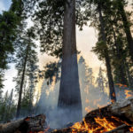 
              The Washburn Fire burns in Mariposa Grove in Yosemite National Park, Calif., on Friday, July 8, 2022. (AP Photo/Noah Berger)
            