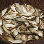 
              Bonga fish, commonly found in West Africa and an important source of protein for artisanal fishing communities, are held in a basket in Limbe, Cameroon, on April 12, 2022. In recent years, Cameroon has emerged as one of several go-to countries for the widely criticized “flags of convenience” system, under which foreign companies can register their ships even though there is no link between the vessel and the nation whose flag it flies. But experts say weak oversight and enforcement of fishing fleets undermines global attempts to sustainably manage fisheries and threatens the livelihoods of millions of people in regions like West Africa. (AP Photo/Grace Ekpu)
            