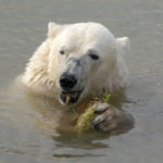 
              A polar bear at the Yorkshire Wildlife Park in Doncaster keeps cool in a lake, as the park is temporarily closed due to the hot weather as record temperatures hit the UK, Monday July 18, 2022. Britain’s first-ever extreme heat warning is in effect for large parts of England as hot, dry weather that has scorched mainland Europe for the past week moves north, disrupting travel, health care and schools. (Danny Lawson/PA via AP)
            