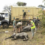 
              Elephants are prepared to be hoisted into a transport vehicle at the Liwonde National Park southern Malawi, Sunday, July 10 2022. One by one, 250 elephants are being moved from Malawi's overcrowded Liwonde National Park to the much larger Kasungu park 380 kilometers (236 miles) away in the country's north. (AP Photo/Thoko Chikondi)
            