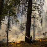 
              A CalFire firefighter puts water on a tree as a backfire burns along Wawona Road during g the Washburn Fire in Yosemite National Park, Calif. Monday, July 11, 2022.(Stephen Lam/San Francisco Chronicle via AP)/San Francisco Chronicle via AP)
            