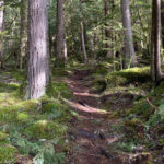 The trail winds through forest and meadow, and often parallels the lakeshore. (Feliks Banel/KIRO Newsradio)