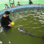 
              Veterinary Thanaphan Chomchuen plays with a baby dolphin nicknamed Paradon at the Marine and Coastal Resources Research and Development Center in Rayong province in eastern Thailand, Friday, Aug. 26, 2022. The Irrawaddy dolphin calf was drowning in a tidal pool on Thailand’s shore when fishermen found him last month. The calf was nicknamed Paradon, roughly translated as “brotherly burden,” because those involved knew from day one that saving his life would be no easy task. But the baby seems to be on the road to recovery. (AP Photo/Sakchai Lalit)
            