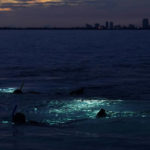 
              Two snorkelers follow divers with lights during a night dive to check on coral spawning, Monday, Aug. 15, 2022, in Key Biscayne, Fla. A group of students and scientists from the University of Miami's Rosenstiel School of Marine & Atmospheric Science were hoping to observe the coral spawn and collect their eggs and sperm, called gametes, to take back to the lab to hopefully fertilize and create new coral that will later be transplanted to help repopulate part of the Florida Reef Tract. (AP Photo/Wilfredo Lee)
            