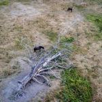 
              Horses graze next to a tree that fell years ago on the dried out meadow of s stud farm in Wehrheim near Frankfurt, Germany, Thursday, Aug. 11, 2022. (AP Photo/Michael Probst)
            