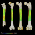 
              This photo provided by the University of Poitiers in August 2022 shows an example of analysis performed to work out how Sahelanthropus tchadensis moved. From left are the femurs of Sahelanthropus tchadensis, a modern human, a chimpanzee and a gorilla. Based on arm and leg fossils, scientists concluded that Sahelanthropus, an ancient hominin species from Chad, walked upright - which would add evidence that it’s the earliest human ancestor dug up so far, according to a study published on Wednesday, Aug. 24, 2022, in the journal Nature. (Franck Guy/PALEVOPRIM/CNRS – Universite de Poitiers via AP)
            