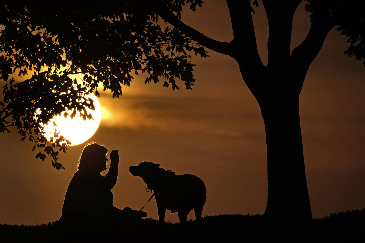 FILE - A woman plays with a dog at sunset, Saturday, Nov. 6, 2021, at a park in Kansas City, Mo. In...