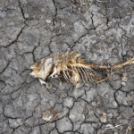 
              FILE - A dead fish skeleton laying on the cracking earth of a dry lake bed near the village of Conoplja, 150 kilometers north-west of Belgrade, Serbia, Tuesday, Aug. 9, 2022. Water shortages reduced Serbia's hydropower production. An unprecedented drought is afflicting nearly half of the European continent, damaging farm economies, forcing water restrictions and threatening aquatic species. Water levels are falling on major rivers such as the Danube, the Rhine and the Po. (AP Photo/Darko Vojinovic, File)
            