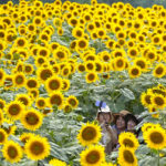 
              Visitors pose for a selfie in a sunflower field in Hokuto city of Yamanashi prefecture, Japan, Tuesday, Aug. 9, 2022. The city, known for its longest hours of sunshine per year in Japan, draws many tourists during its sunflower summer festival. (AP Photo/Shuji Kajiyama)
            