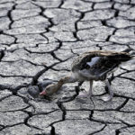 
              FILE - A goose looks for water in the dried bed of Lake Velence in Velence, Hungary, Thursday, Aug. 11, 2022. An unprecedented drought is afflicting nearly half of the European continent, damaging farm economies, forcing water restrictions and threatening aquatic species. Water levels are falling on major rivers such as the Danube, the Rhine and the Po. (AP Photo/Anna Szilagyi, File)
            