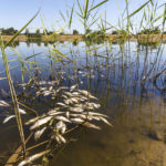 
              Dead fishes drift in the Oder River near Brieskow-Finkenheerd, eastern Germany, Thursday, Aug. 11, 2022. Huge numbers of dead fish have washed up along the banks of the Oder River between Germany and Poland. (Frank Hammerschmidt/dpa via AP)
            