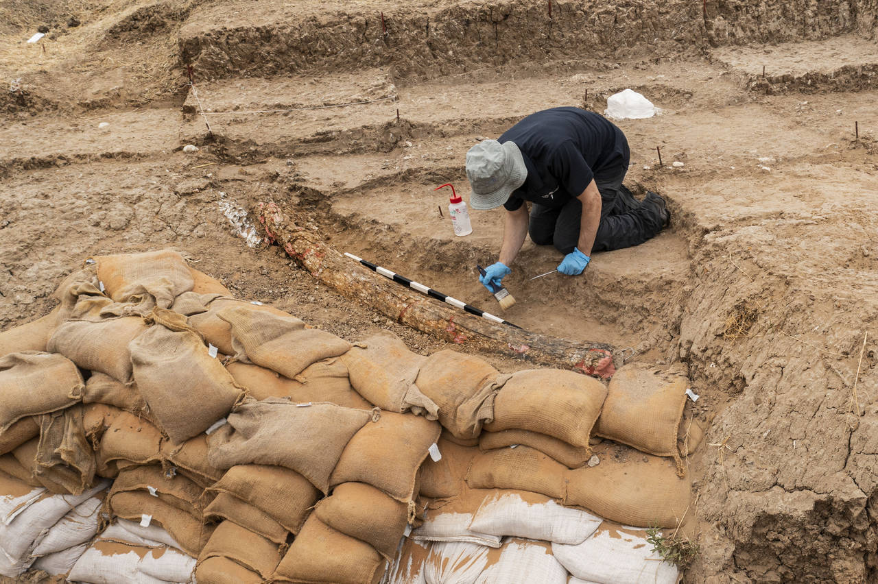 An Israeli archaeologist works next to the recently discovered 2.5-meter-long tusk of an estimated ...