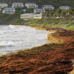 
              Seaweed covers the Atlantic shore in Frigate Bay, St. Kitts and Nevis, Wednesday, Aug. 3, 2022. A record amount of seaweed is smothering Caribbean coasts from Puerto Rico to Barbados as tons of brown algae kill wildlife, choke the tourism industry and release toxic gases, according to the University of South Florida's Optical Oceanography Lab. (AP Photo/Ricardo Mazalan)
            