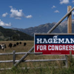 
              Cows graze behind a campaign sign for Republican U.S. House candidate Harriet Hageman in Jackson, Wyo., Monday, Aug. 15, 2022. Wyoming holds its Republican primary election Tuesday. (AP Photo/Jae C. Hong)
            