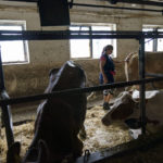 
              Nataliia Onatska prepares cows for milking at the KramAgroSvit dairy farm in Dmytrivka, Donetsk region, eastern Ukraine, Wednesday, Aug. 10, 2022. She's spent her entire life on a farm, calling her job "the point of my life," Onatska said. "I wish everything was like it was before and everyone had kept their jobs. It's scary to live now, I'm just living from day to day." (AP Photo/David Goldman)
            