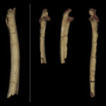 
              This photo provided by the University of Poitiers in August 2022 shows from left, the femur, in posterior and medial view, and the right and left ulnae, in anterior and lateral view of Sahelanthropus tchadensis. These remains were discovered in 2001 by the Franco-Chadian Paleoanthropological Mission (MPFT). Based on arm and leg fossils, scientists concluded that Sahelanthropus, an ancient hominin species from Chad, walked upright - which would add evidence that it’s the earliest human ancestor dug up so far, according to a study published on Wednesday, Aug. 24, 2022, in the journal Nature. (Franck Guy/PALEVOPRIM/CNRS – Universite de Poitiers via AP)
            