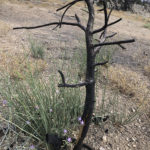 
              One year after a wind-fed wildfire charged across a craggy mountainside above Lone Pine, Calif., flashes of new vegetation growth can be seen emerging in this still-charred corner of the Inyo National Forest on Wednesday, July 27, 2022. Green shoots as thin as yarn strands break from the ground below a tree's barren branches. (AP Photo/Michael Blood)
            
