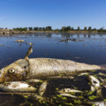 
              A dead chub and other dead fish are swimming in the Oder River near Brieskow-Finkenheerd, eastern Germany, Thursday, Aug. 11, 2022. Huge numbers of dead fish have washed up along the banks of the Oder River between Germany and Poland. (Frank Hammerschmidt/dpa via AP)
            