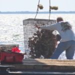 
              Workers dump cages of whelk shells and oysters into Barnegat Bay in Lacey Township, N.J. on Aug. 16, 2022 as part of a project to stabilize the shoreline by establishing oyster colonies to blunt the force of incoming waves. (AP Photo/Wayne Parry)
            