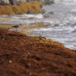 
              A bird stands on seaweed covering the Atlantic shore in Frigate Bay, St. Kitts and Nevis, Wednesday, Aug. 3, 2022. A record amount of seaweed is smothering Caribbean coasts from Puerto Rico to Barbados as tons of brown algae kill wildlife, choke the tourism industry and release toxic gases, according to the University of South Florida's Optical Oceanography Lab. (AP Photo/Ricardo Mazalan)
            