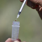 
              A droplet of blood from a young golden eagle is put into a vial by researcher Bryan Bedrosian with the Teton Raptor Center, after the bird was temporarily captured at a nesting site on Wednesday, June 15, 2022, near Cody, Wyo. Lead poisonings are a significant cause of golden and bald eagle deaths. (AP Photo/Matthew Brown)
            