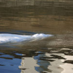 
              Beluga whale that strayed into France's Seine river swims near the Notre-Dame-de-la-Garenne lock in Saint-Pierre-la-Garenne, west of Paris, France, Tuesday, Aug. 9, 2022. (Benoit Tessier / Pool via AP)
            