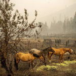 
              Horses stand in a scorched pasture as the McKinney Fire burns in Klamath National Forest, Calif., on Sunday, July 31, 2022. (AP Photo/Noah Berger)
            