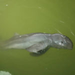 
              A baby dolphin named Paradon swims at the Marine and Coastal Resources Research and Development Center in Rayong province in eastern Thailand, Friday, Aug. 26, 2022. The Irrawaddy dolphin calf was drowning in a tidal pool on Thailand’s shore when fishermen found him last month. The calf was nicknamed Paradon, roughly translated as “brotherly burden,” because those involved knew from day one that saving his life would be no easy task. But the baby seems to be on the road to recovery. (AP Photo/Sakchai Lalit)
            