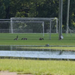 
              A gaggle of geese took advantage of the receding Pearl River flood waters to feast on small fish and worms deposited on athletic fields on Westbrook Road in northeast Jackson, Miss., Monday, Aug. 29, 2022. (AP Photo/Rogelio V. Solis)
            