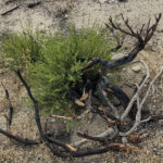 
              One year after a wind-fed wildfire charged across a craggy mountainside above Lone Pine, Calif., flashes of new vegetation growth can be seen emerging in this still-charred corner of the Inyo National Forest, on Wednesday, July 27, 2022, a hiking, climbing and fishing playground about 350 miles (563 km) southeast of San Francisco. (AP Photo/Michael Blood)
            