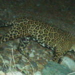 
              In this photo provided by the University of Arizona and U.S. Fish and Wildlife Service shows a male jaguar photographed by motion-detection wildlife cameras in the Santa Rita Mountains in Arizona on April 30, 2015 as part of a Citizen Science jaguar monitoring project conducted by the University of Arizona, in coordination with U.S. Fish and Wildlife Service. According to Borderlands Linkages, a binational collaboration of eight conservation groups, this cat is known as “El Jefe,” or “The Boss,“ is one of the oldest jaguars on record along the border and one of few known to have crossed the border. (University of Arizona and U.S. Fish and Wildlife Service via AP)
            
