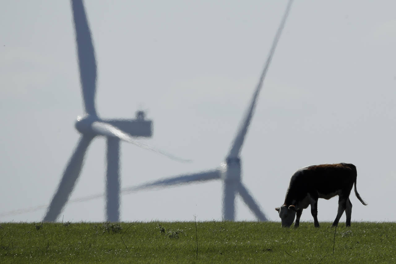 FILE - A cow grazes in a pasture as wind turbines rise in the distance, April 27, 2020, near Readin...